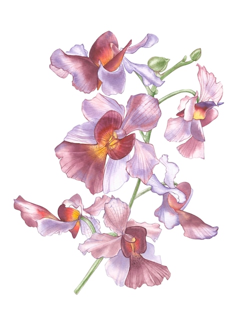 Flor de Singapur, Ilustración de Vanda Miss Joaquim Flowers. La flor nacional de Singapur. Dibujado a mano acuarela orquídea violeta aislado