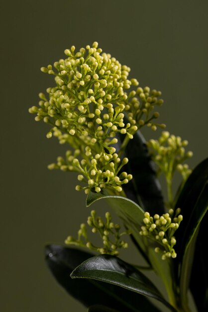 Flor de skimmia de planta verde sobre fondo verde tarjeta de felicitación con espacio de copia