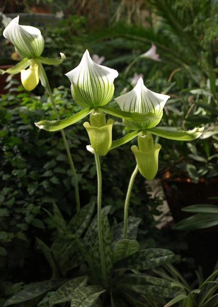 Flor Slipper Orquídeas Paphiopedilum linda flor