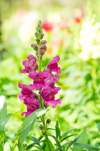 Flor de Snapdragon en el jardín