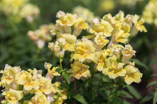 Flor snapdragon no jardim