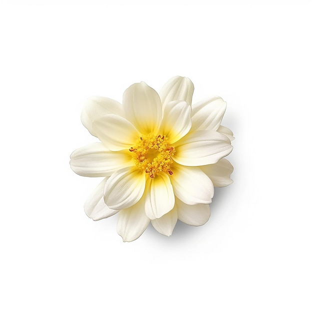 Foto una flor sobre un fondo blanco