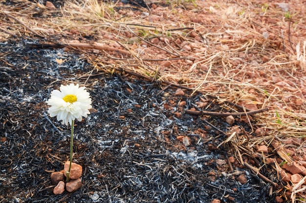 flor sobrevive en cenizas de hierba quemada