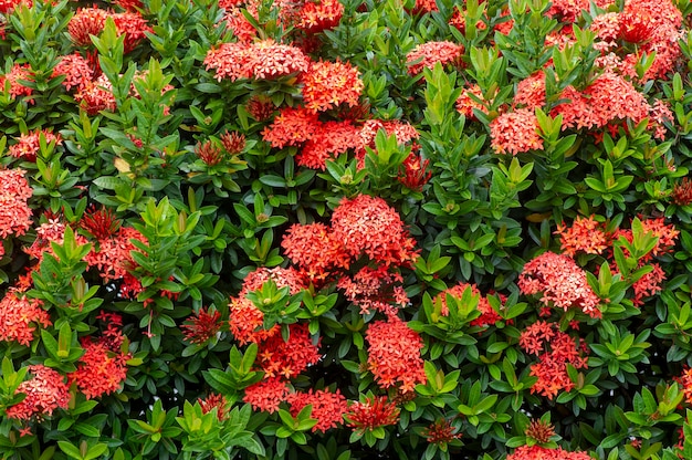 Flor Soka Ixora coccinea Jungle geranio Llama del bosque una especie de planta con flores