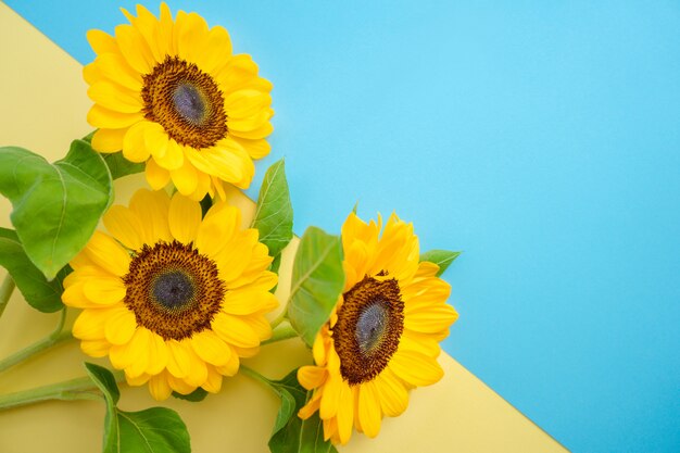 Flor del sol aislada sobre una bandera ucraniana. Pequeños girasoles brillantes sobre fondo amarillo y azul.