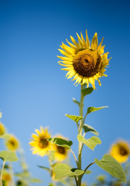 Foto flor de sol en el bluesky