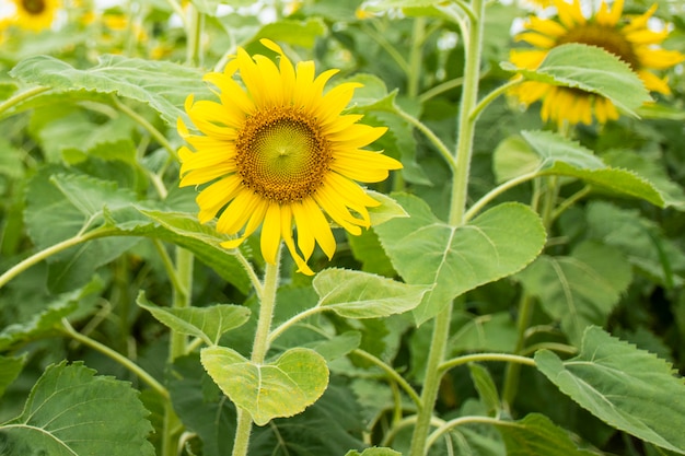 Flor de sol en el campo de girasol