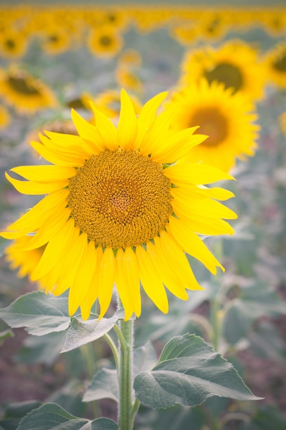 Una flor de sol en un campo de girasoles