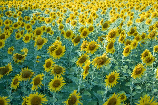 Flor de sol en un fondo de naturaleza