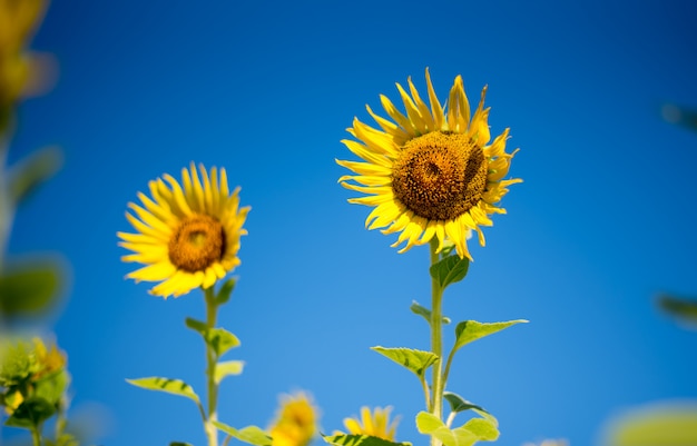 Foto flor de sol grande en bluesky