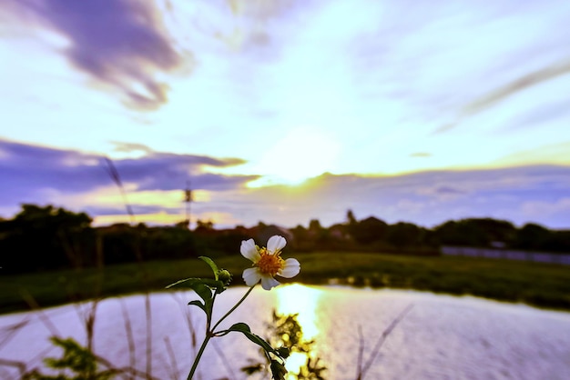 Foto la flor del sol