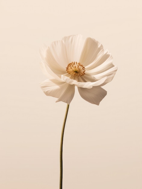 Foto una flor solitaria contra un fondo sólido