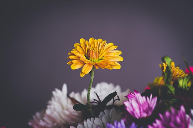 una flor solitaria de un primer ramo de flores