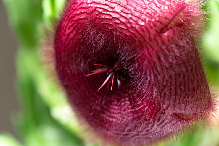 Foto flor de stapelia nobilis, cerrar