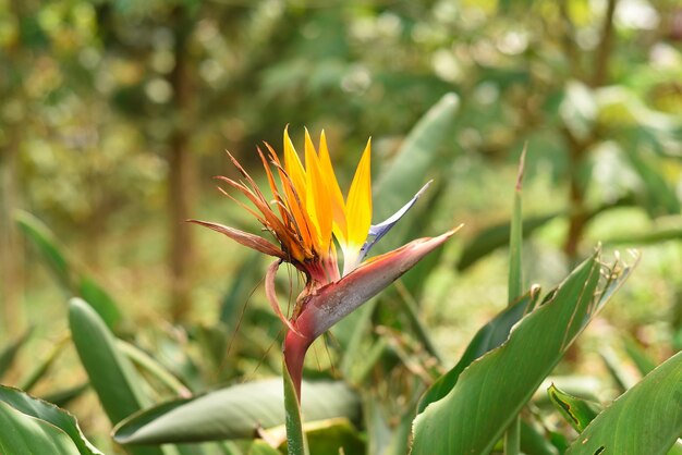 Flor de Strelitzia o cultivo de flores de grúa en Vietnam