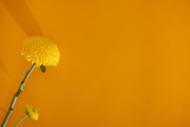 Flor suave de calêndula amarela em fundo amarelo escuro cópia espaço e closeup estética natureza morta ...