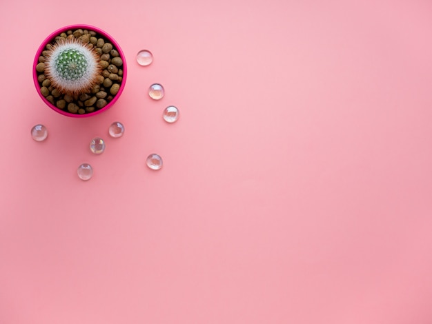 Flor suculenta, cactus en maceta sobre fondo rosa brillante