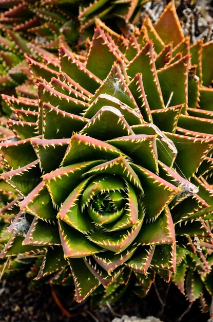 Flor suculenta verde