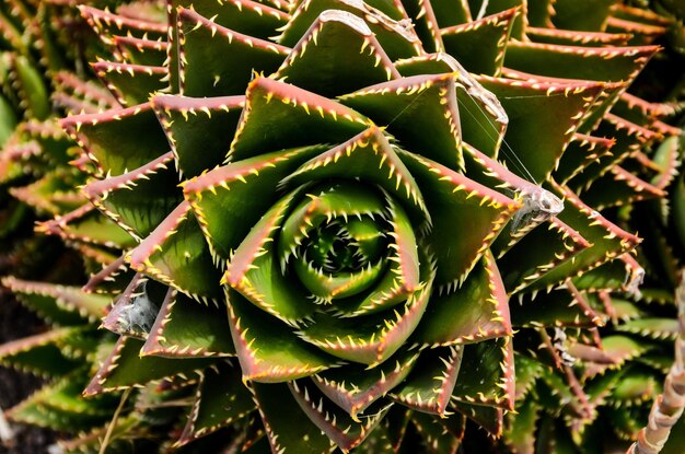 Flor suculenta verde