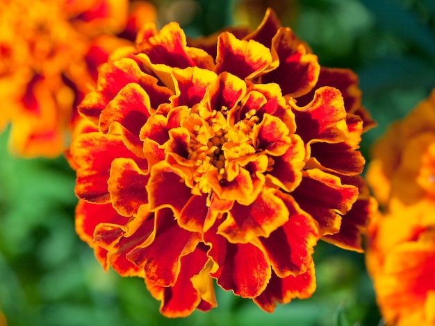 Flor de tagetes de cerca