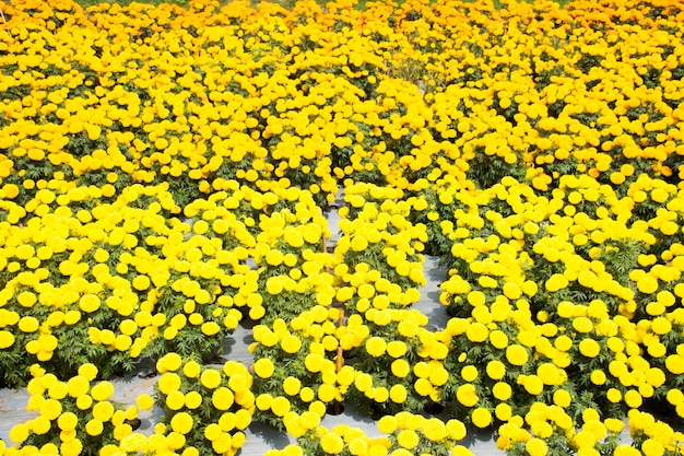 Flor de Tagetes Marigold en el jardín en Nonthaburi Tailandia