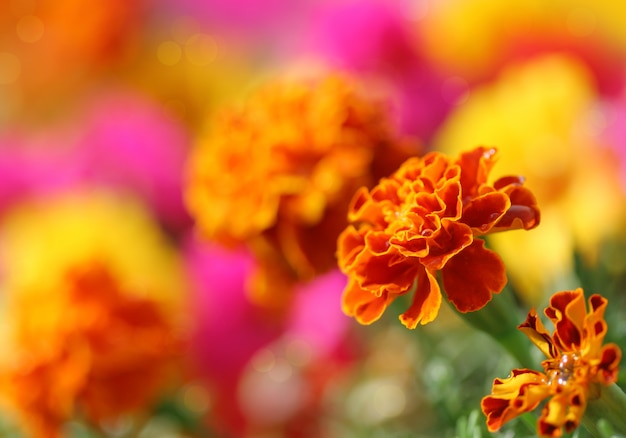 Flor de tagetes