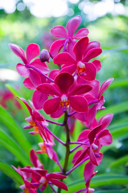 Flor en Tailandia Orquídea en Tailandia