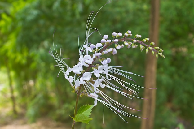 flor de Tailandia