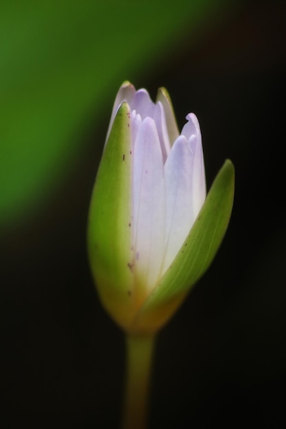 Una flor con un tallo verde y el centro rosa.