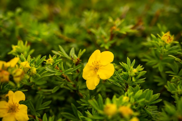 La flor del té Kuril es una flor amarilla de la especie Pentaphylloides fruticosa Rosaceae.