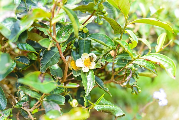 Flor de té verde con insecto en Vietnam Da Lat