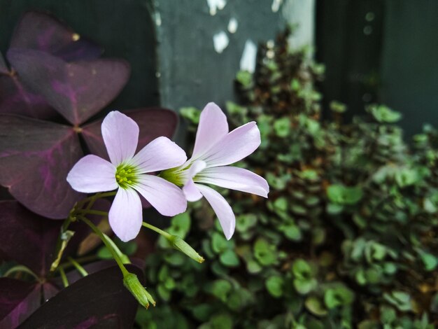 Esta flor tiene el nombre científico Oxalis Triangularis o, a menudo, se la conoce como tréboles morados. Wisconsin