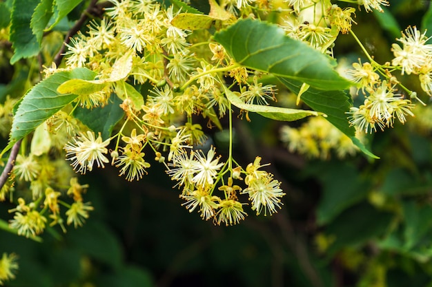 Flor de tilo en el árbol en verano Planta medicinal para té aromático