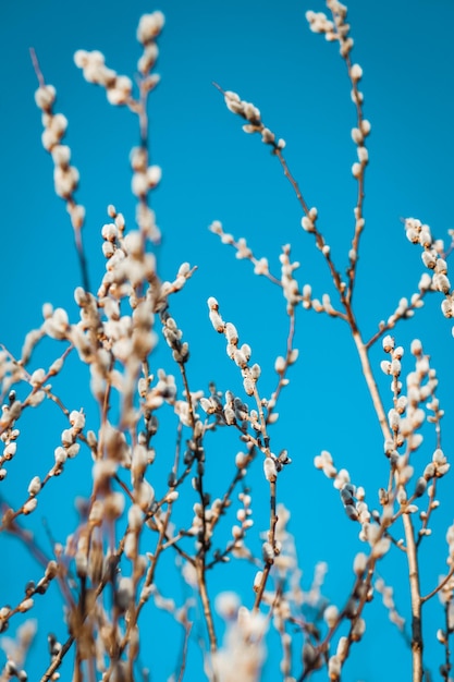 flor de tilo seca