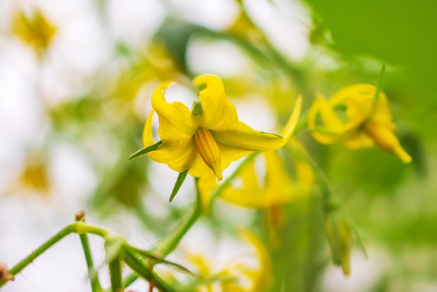 Flor de tomate amarillo floreciente cerrar