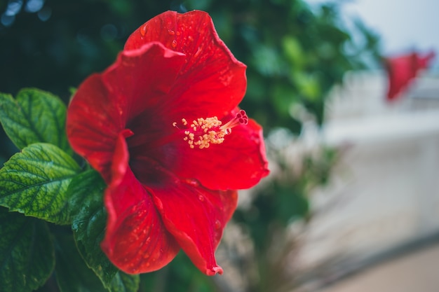 Flor de tono vintage de arte hibisco rojo con espacio para texto