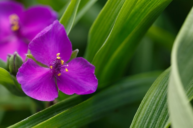 Flor del Tradescant en el jardín.