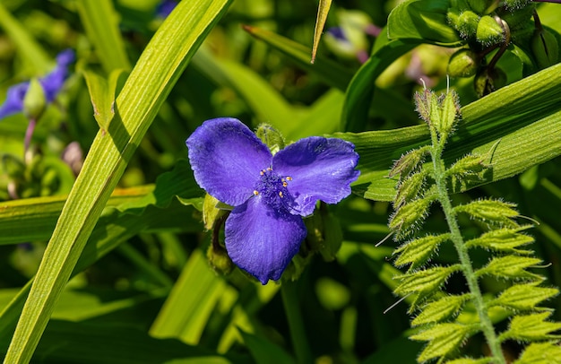 Flor Tradescantia no jardim de verão.