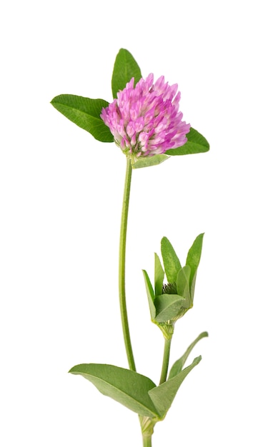 Flor de trébol aislado en blanco