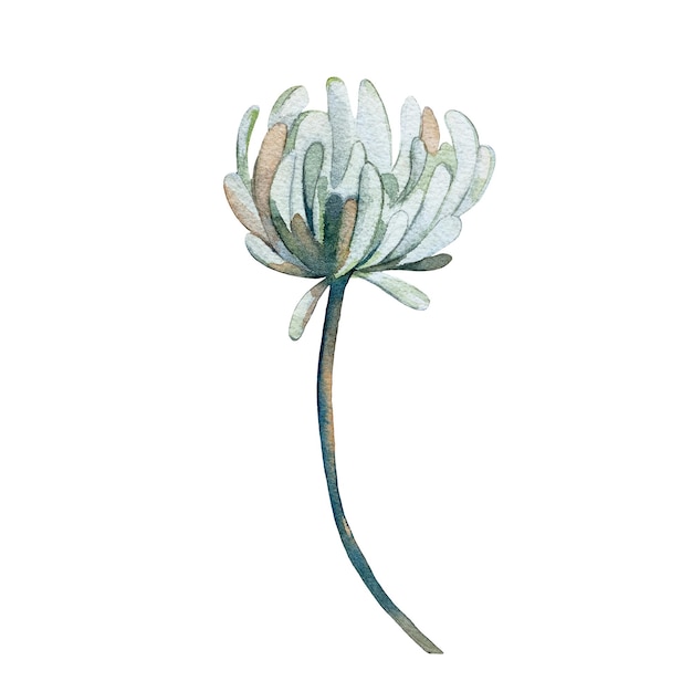 Flor de trébol blanco estilizada aislada sobre un fondo blanco Ilustración en acuarela dibujada a mano