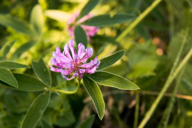 Una flor de trébol floreciente en un bosque despejando una flor púrpura rosada iluminada por el sol