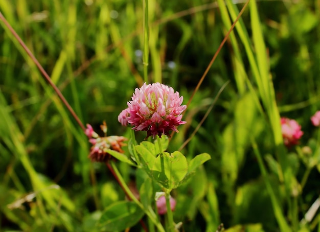 Flor de trébol en la hierba verde Cerrar foto