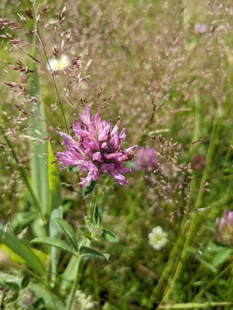 Foto flor de trébol rojo con vegetación, grano, malas hierbas y flores blancas en el fondo