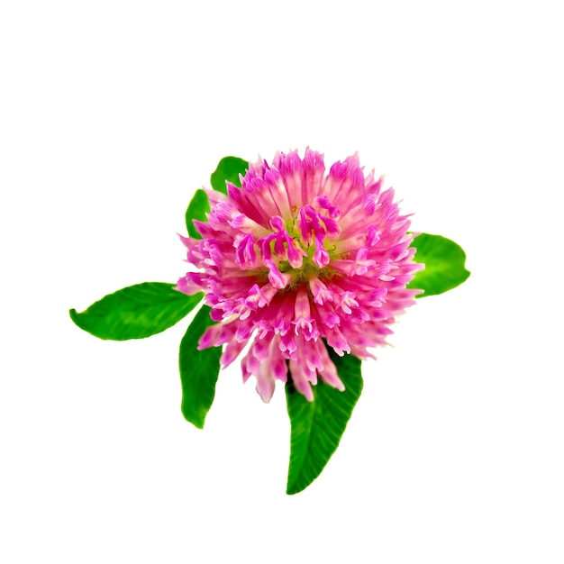 Una flor de trébol rosa con hojas verdes aisladas sobre fondo blanco.