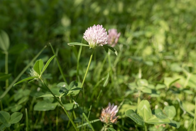 Flor de trébol rosa. Hojas verdes. De cerca. Fuera de.