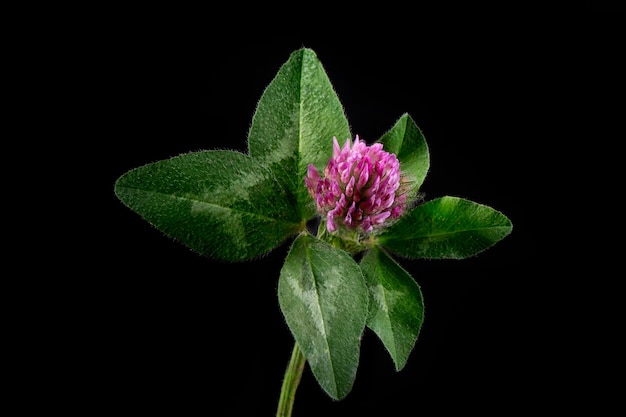 Flor de trébol rosa con hojas verdes sobre fondo negro.