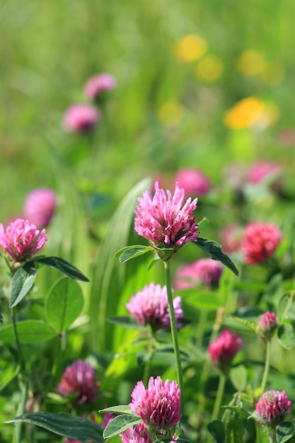 Flor de trébol rosa prado salvaje