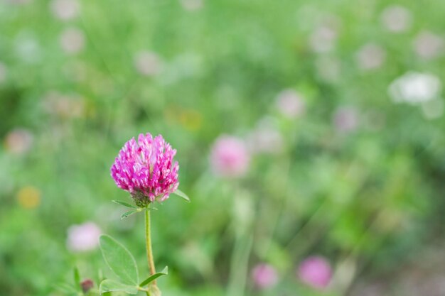 Flor de trébol rosa sobre un fondo de hierba verde