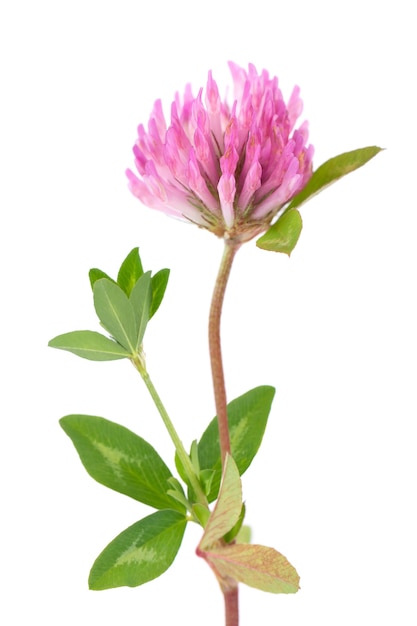 Flor de trébol en un tallo con hojas verdes aisladas sobre fondo blanco Trifolium pratense