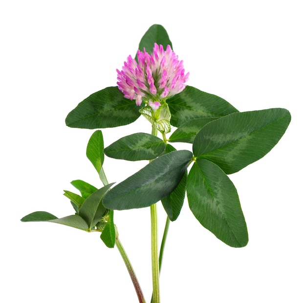 Flor de trébol en un tallo con hojas verdes aislado sobre fondo blanco.